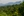 A Cambodian jungle under threat of illegal logging.