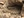 JesseGrismer_Uzbekistan_10_AfgBorder_snake.jpg