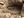 JesseGrismer_Uzbekistan_10_AfgBorder_snake.jpg