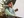 100_visit_Brandstater_video.jpeg