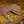 Pictured is a cave-dwelling gecko species in Southeast Asia that is transitioning from a former life in the forest.