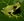 New frog species with green blood and turquoise bones.