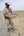 The Deseret Monitor Lizard is a threatened species in Uzbekistan and Roman Nazarov (holding a male) and the Grismer lab are using genomics to help manage this species.