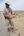 The Deseret Monitor Lizard is a threatened species in Uzbekistan and Roman Nazarov (holding a male) and the Grismer lab are using genomics to help manage this species.