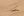 Here is the Phrynocephalus interscapularis gecko species which lives on sand dunes near Afghanistan.