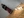 seeing_the_elephant_08.jpg