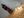 seeing_the_elephant_08.jpg