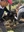 Students also helped farmers administer life-saving vaccines to livestock.